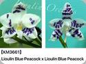 Phal. LL Blue Peacock x sib 3661
